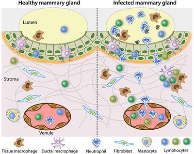 Adaptive Cell-Mediated Immunity in the Mammary Gland of Dairy Ruminants